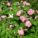 Impatiens x walleyriana 'Candy rose tendre'